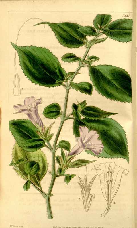 Vintage Victorian Retro Biological Flowers 433519 A4 Photo Print