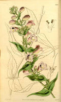 Vintage Victorian Retro Biological Flowers 433528 A4 Photo Print