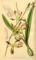 Vintage Victorian Retro Biological Flowers 433531 A4 Photo Print