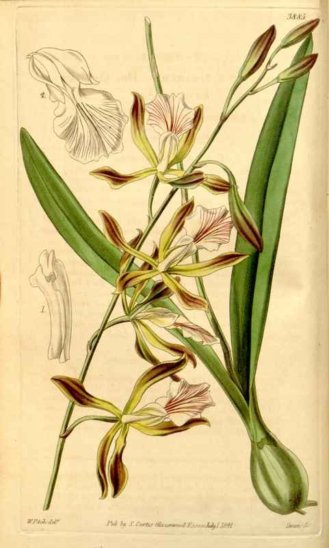 Vintage Victorian Retro Biological Flowers 433531 A4 Photo Print