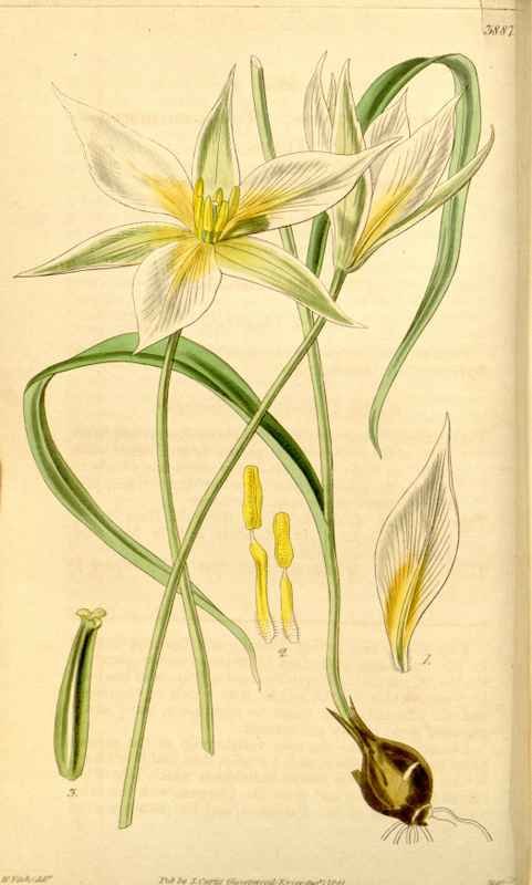 Vintage Victorian Retro Biological Flowers 433537 A4 Photo Print
