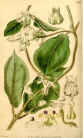 Vintage Victorian Retro Biological Flowers 433549 A4 Photo Print