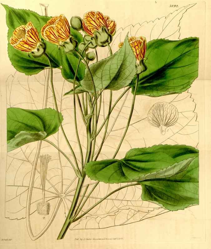 Vintage Victorian Retro Biological Flowers 433552 A4 Photo Print