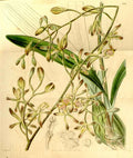 Vintage Victorian Retro Biological Flowers 433570 A4 Photo Print