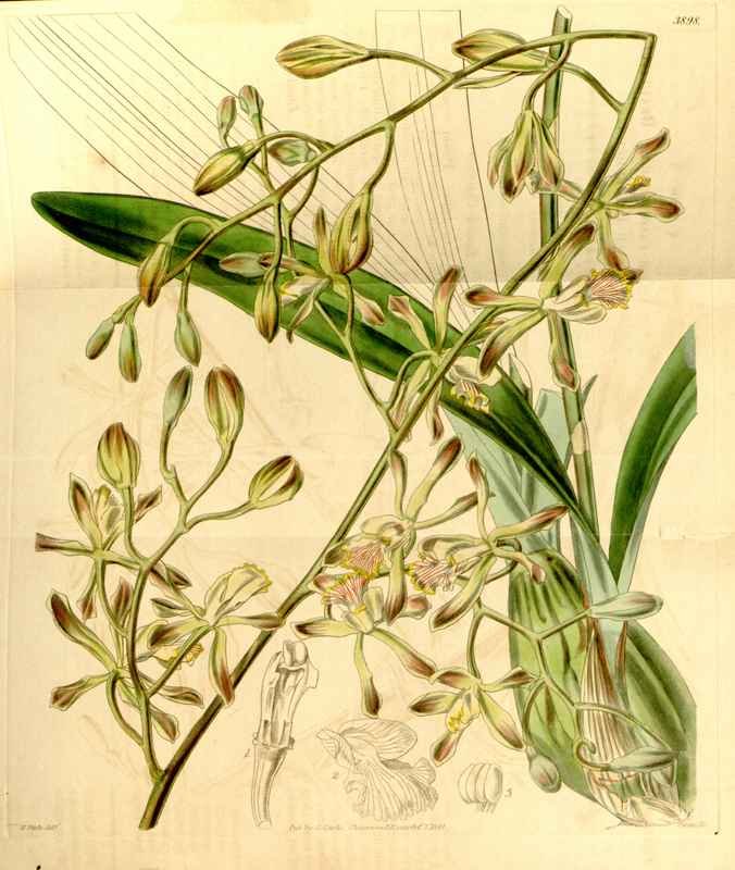 Vintage Victorian Retro Biological Flowers 433570 A4 Photo Print