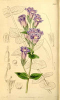 Vintage Victorian Retro Biological Flowers 433582 A4 Photo Print