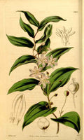 Vintage Victorian Retro Biological Flowers 433591 A4 Photo Print