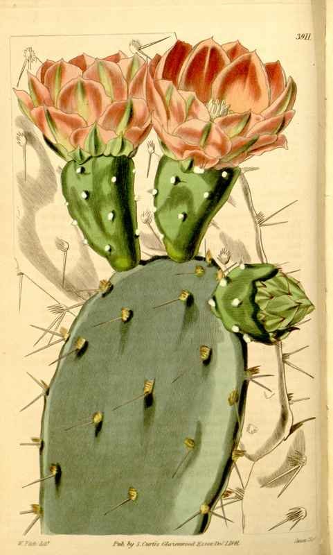 Vintage Victorian Retro Biological Flowers 433609 A4 Photo Print