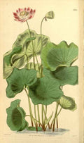 Vintage Victorian Retro Biological Flowers 433624 A4 Photo Print