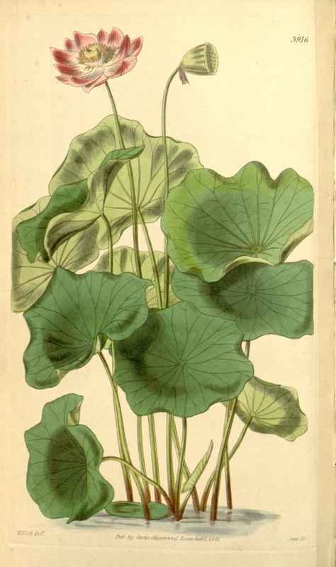 Vintage Victorian Retro Biological Flowers 433624 A4 Photo Print