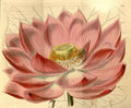 Vintage Victorian Retro Biological Flowers 433625 A4 Photo Print