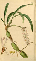 Vintage Victorian Retro Biological Flowers 433637 A4 Photo Print