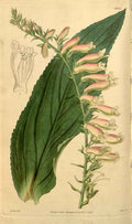 Vintage Victorian Retro Biological Flowers 433647 A4 Photo Print
