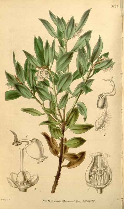 Vintage Victorian Retro Biological Flowers 433653 A4 Photo Print