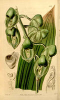 Vintage Victorian Retro Biological Flowers 433685 A4 Photo Print