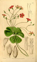 Vintage Victorian Retro Biological Flowers 433688 A4 Photo Print