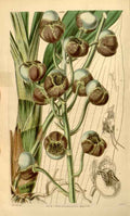 Vintage Victorian Retro Biological Flowers 433700 A4 Photo Print