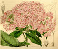 Vintage Victorian Retro Biological Flowers 433712 A4 Photo Print