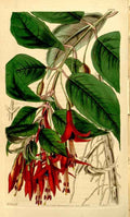 Vintage Victorian Retro Biological Flowers 433718 A4 Photo Print