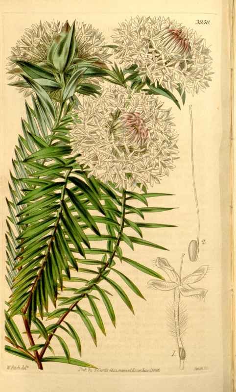 Vintage Victorian Retro Biological Flowers 433724 A4 Photo Print