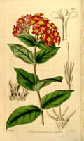 Vintage Victorian Retro Biological Flowers 433733 A4 Photo Print