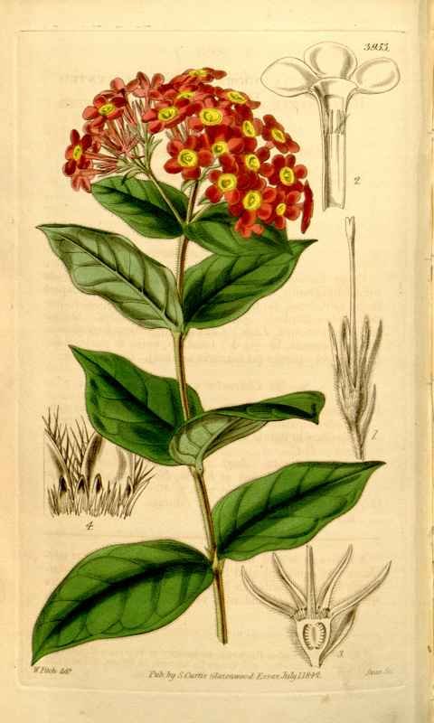 Vintage Victorian Retro Biological Flowers 433733 A4 Photo Print