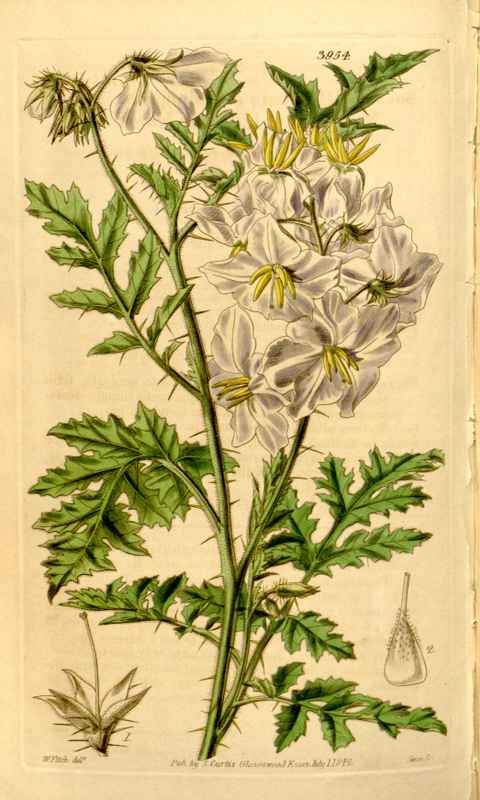 Vintage Victorian Retro Biological Flowers 433736 A4 Photo Print