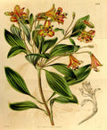 Vintage Victorian Retro Biological Flowers 433748 A4 Photo Print