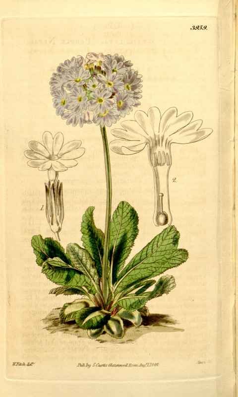 Vintage Victorian Retro Biological Flowers 433751 A4 Photo Print
