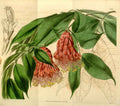 Vintage Victorian Retro Biological Flowers 433770 A4 Photo Print