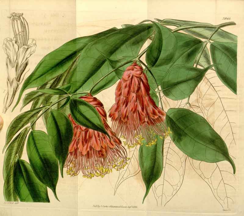 Vintage Victorian Retro Biological Flowers 433770 A4 Photo Print