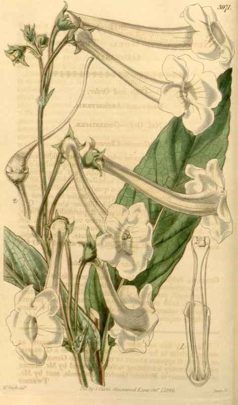 Vintage Victorian Retro Biological Flowers 433791 A4 Photo Print