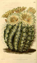 Vintage Victorian Retro Biological Flowers 433800 A4 Photo Print