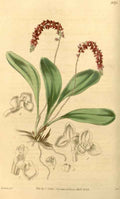 Vintage Victorian Retro Biological Flowers 433803 A4 Photo Print
