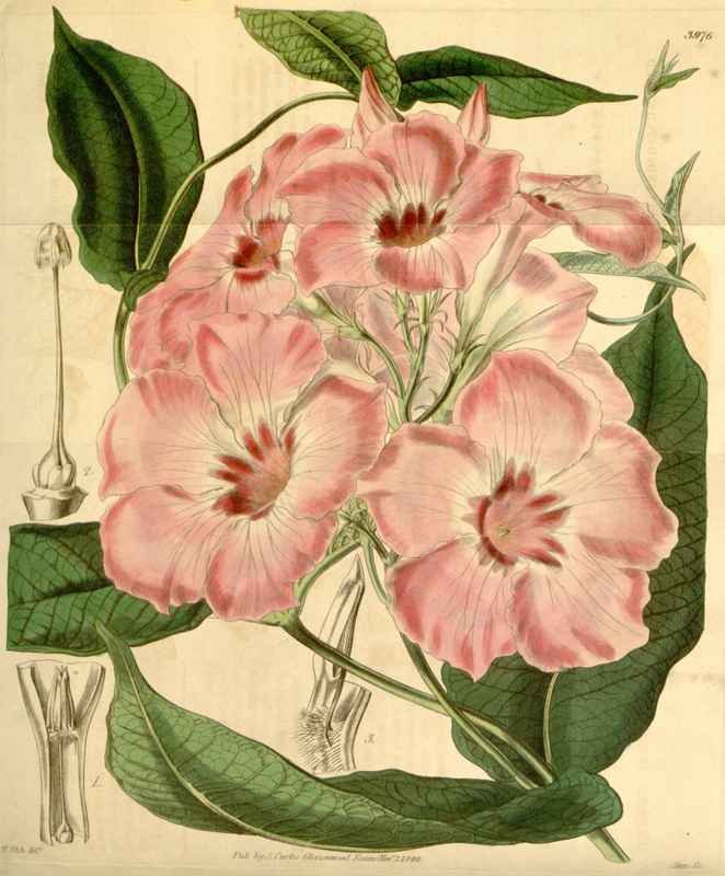 Vintage Victorian Retro Biological Flowers 433806 A4 Photo Print