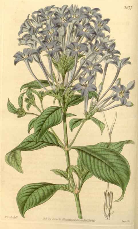 Vintage Victorian Retro Biological Flowers 433809 A4 Photo Print