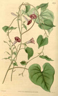 Vintage Victorian Retro Biological Flowers 433812 A4 Photo Print
