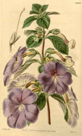 Vintage Victorian Retro Biological Flowers 433818 A4 Photo Print