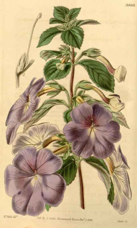 Vintage Victorian Retro Biological Flowers 433818 A4 Photo Print