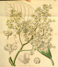 Vintage Victorian Retro Biological Flowers 433824 A4 Photo Print