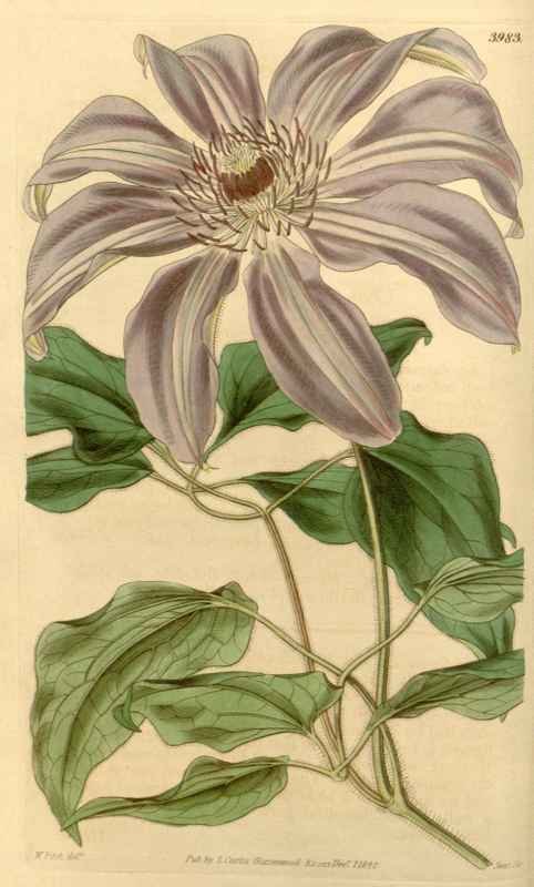 Vintage Victorian Retro Biological Flowers 433827 A4 Photo Print