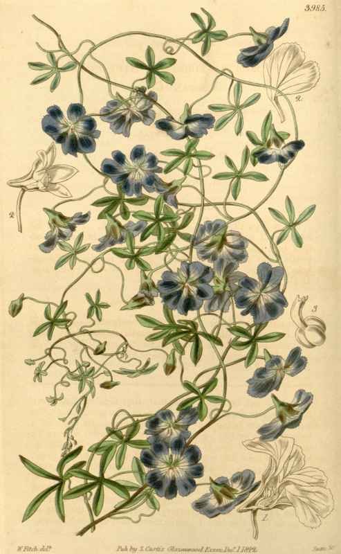 Vintage Victorian Retro Biological Flowers 433833 A4 Photo Print