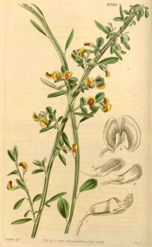 Vintage Victorian Retro Biological Flowers 433836 A4 Photo Print