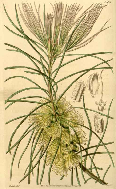 Vintage Victorian Retro Biological Flowers 433847 A4 Photo Print