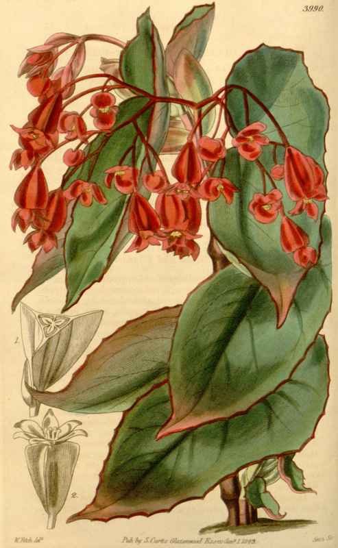 Vintage Victorian Retro Biological Flowers 433850 A4 Photo Print