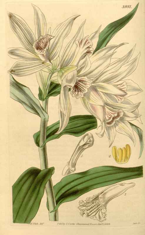 Vintage Victorian Retro Biological Flowers 433853 A4 Photo Print