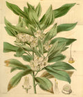 Vintage Victorian Retro Biological Flowers 433862 A4 Photo Print