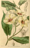 Vintage Victorian Retro Biological Flowers 433871 A4 Photo Print