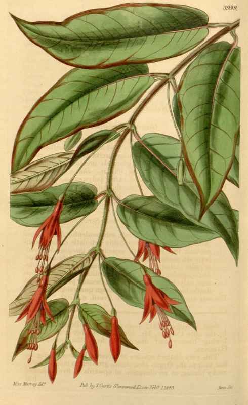 Vintage Victorian Retro Biological Flowers 433877 A4 Photo Print