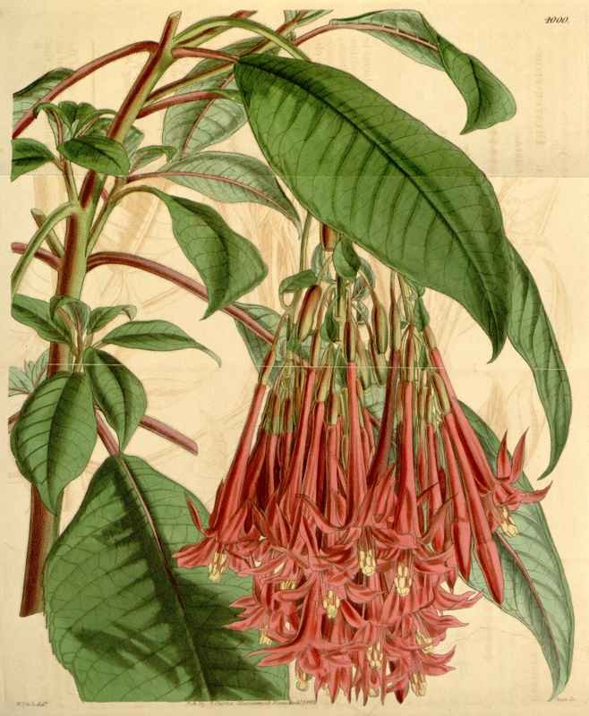 Vintage Victorian Retro Biological Flowers 433880 A4 Photo Print